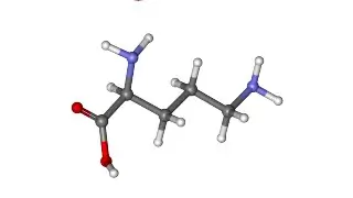 Ornithine